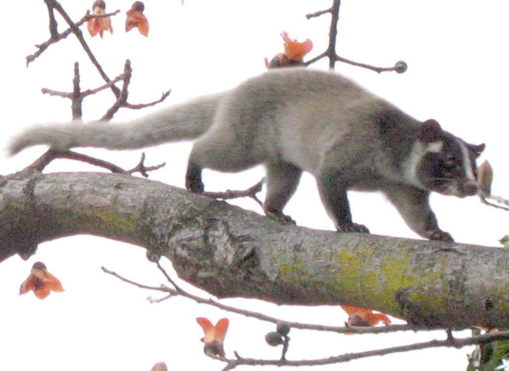 Civet free on a tree